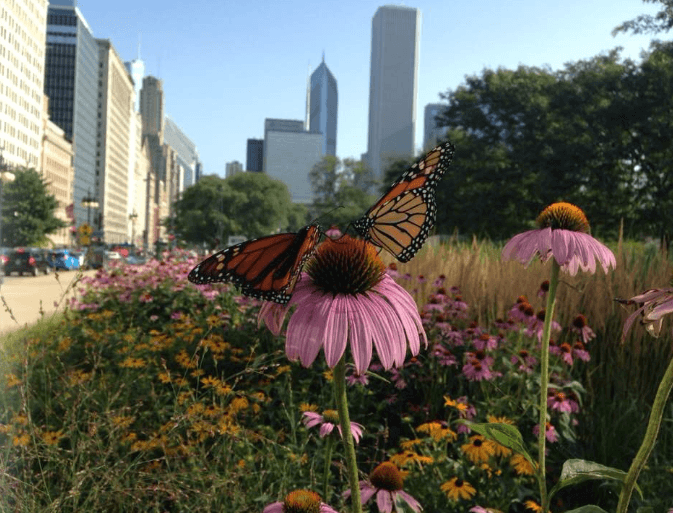 chicago-butterfly-milkweed