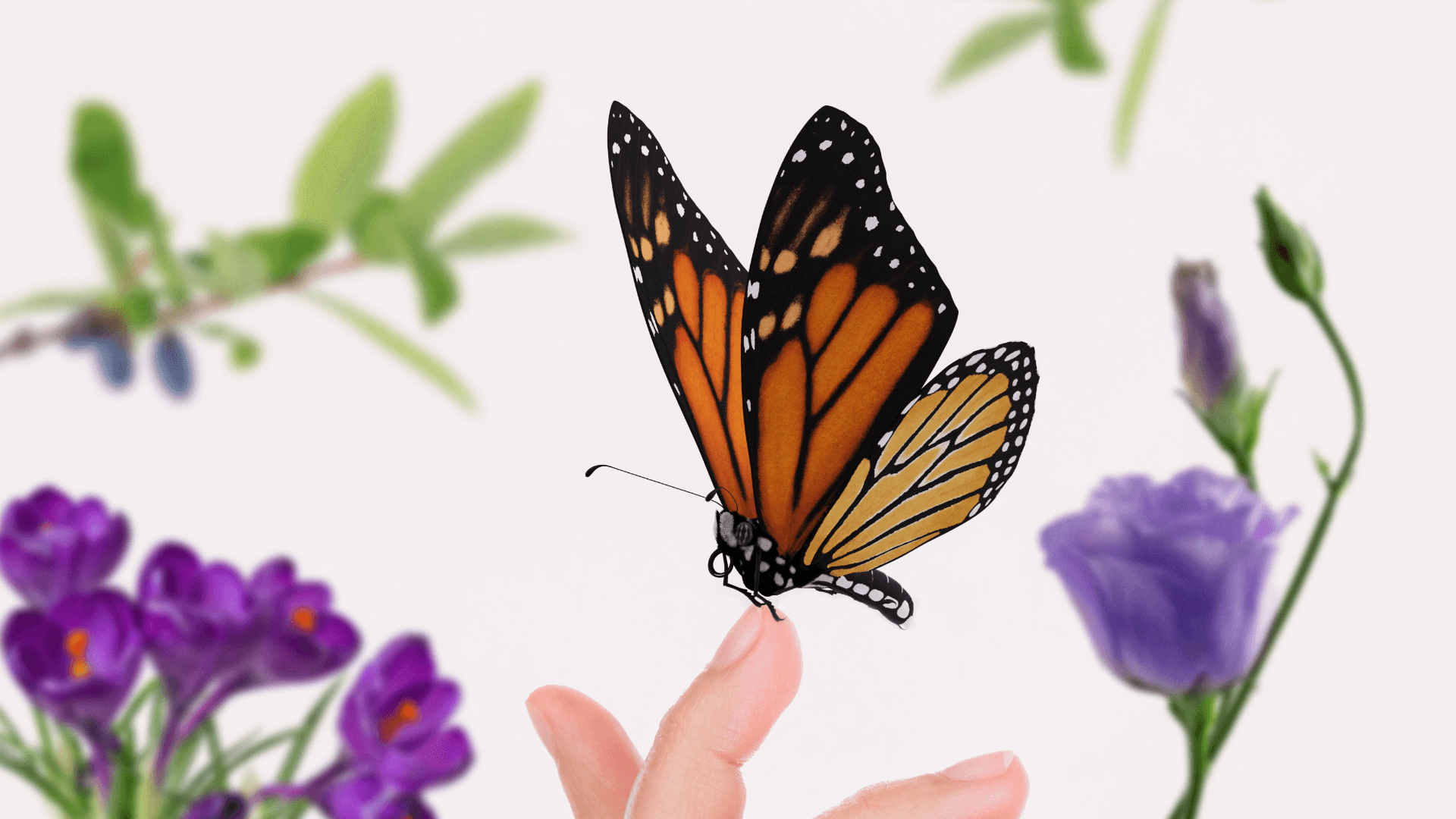 monarch-butterfly-tracking