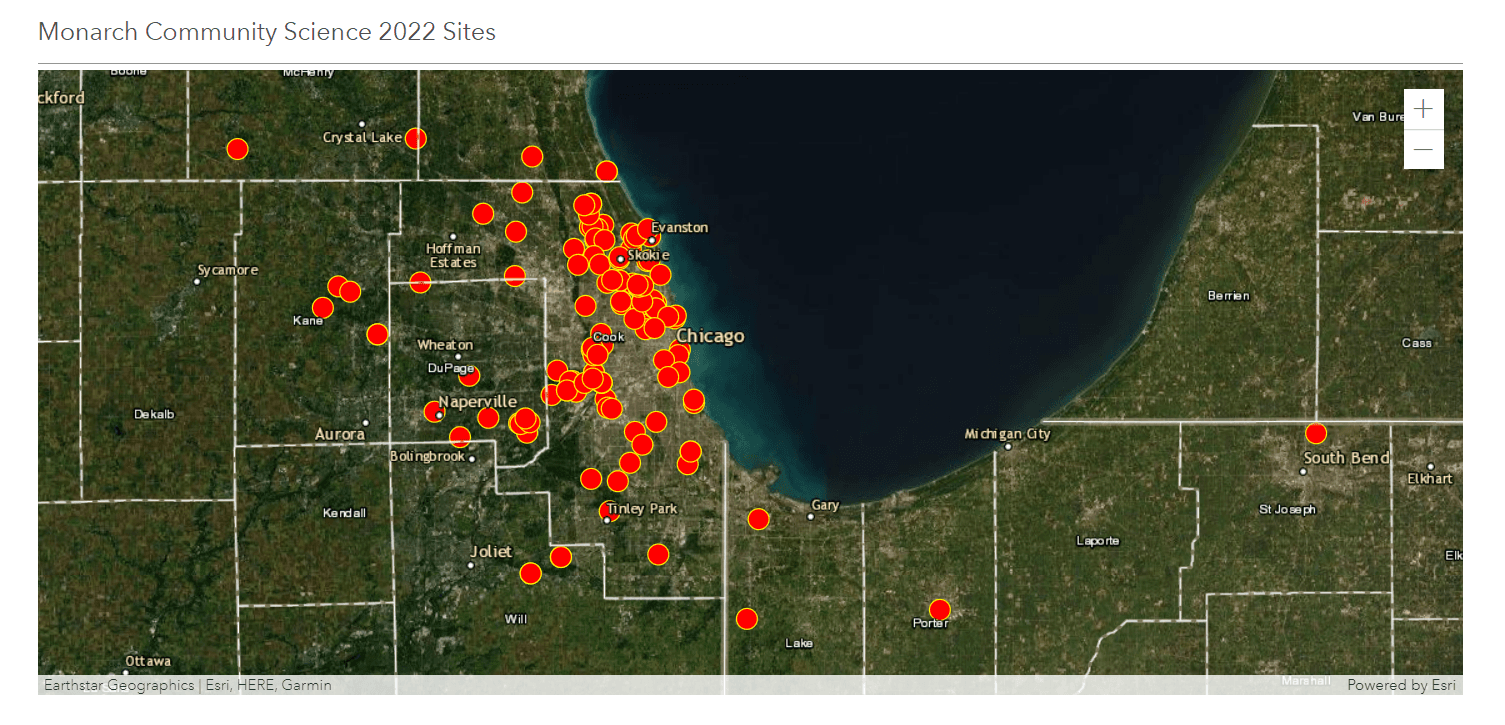 chicago-area-monarch-butterfly-monitoring